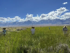 Four people stand in tall grass in a sunny field, mountains and clouds in the background.