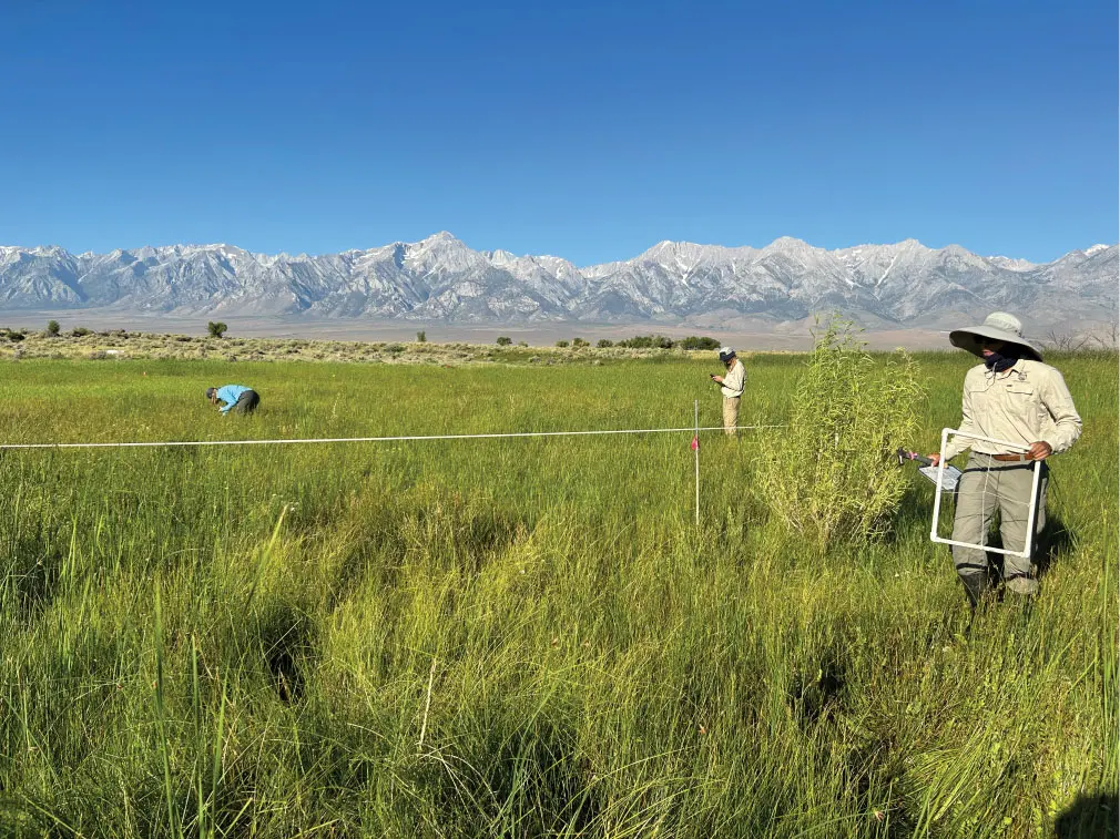 working-in-the-meadow