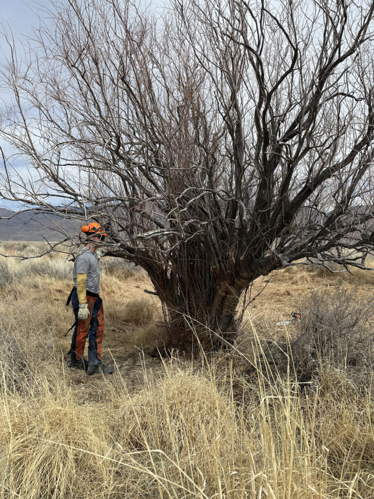A person in safety gear stands next to a large, leafless tree in a dry, grassy field.