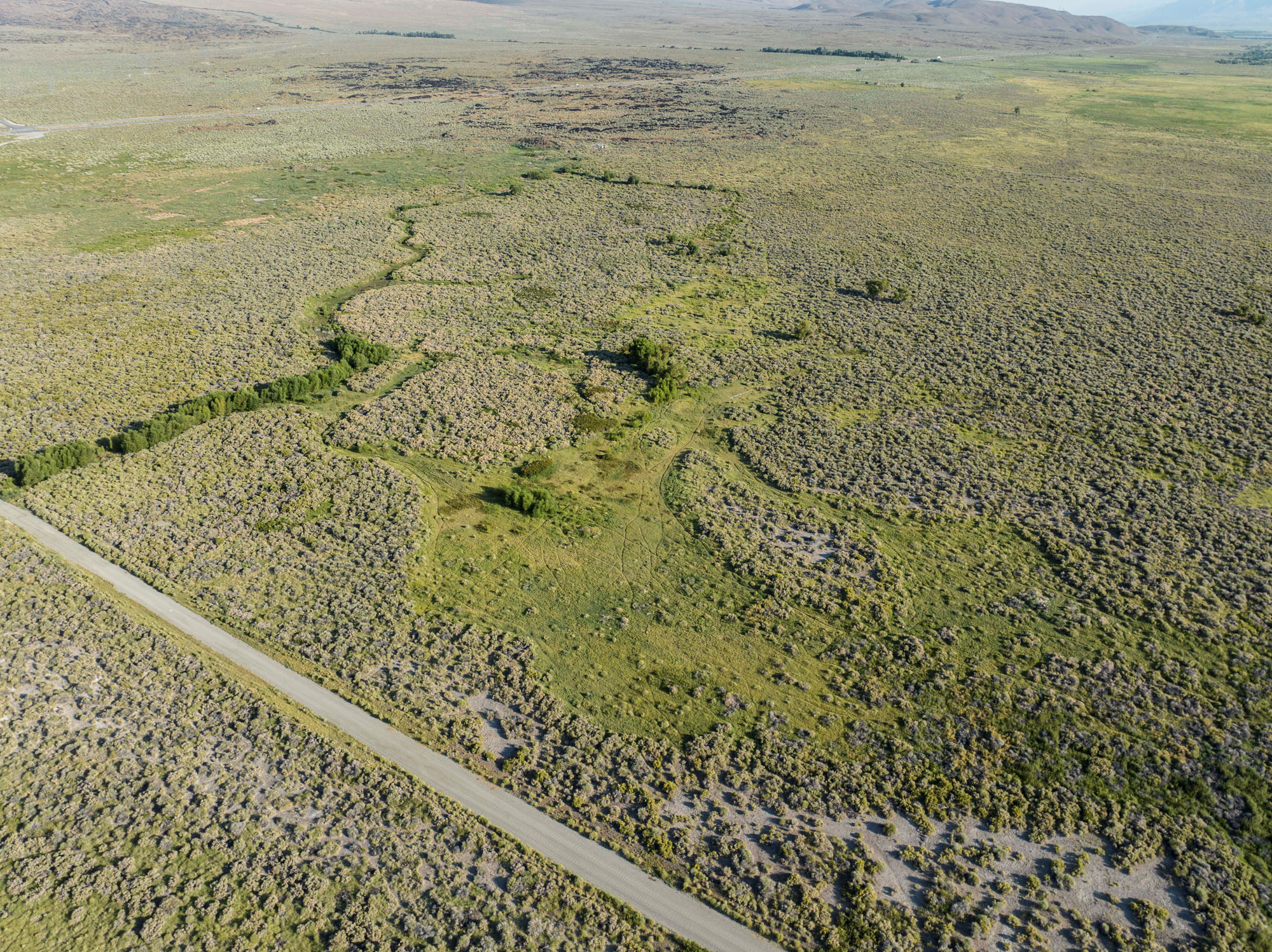 lower end hines springs project Holly Alpert Aerial view of a green, grassy patch and shrubs in a wide, dry landscape with a road in the foreground.