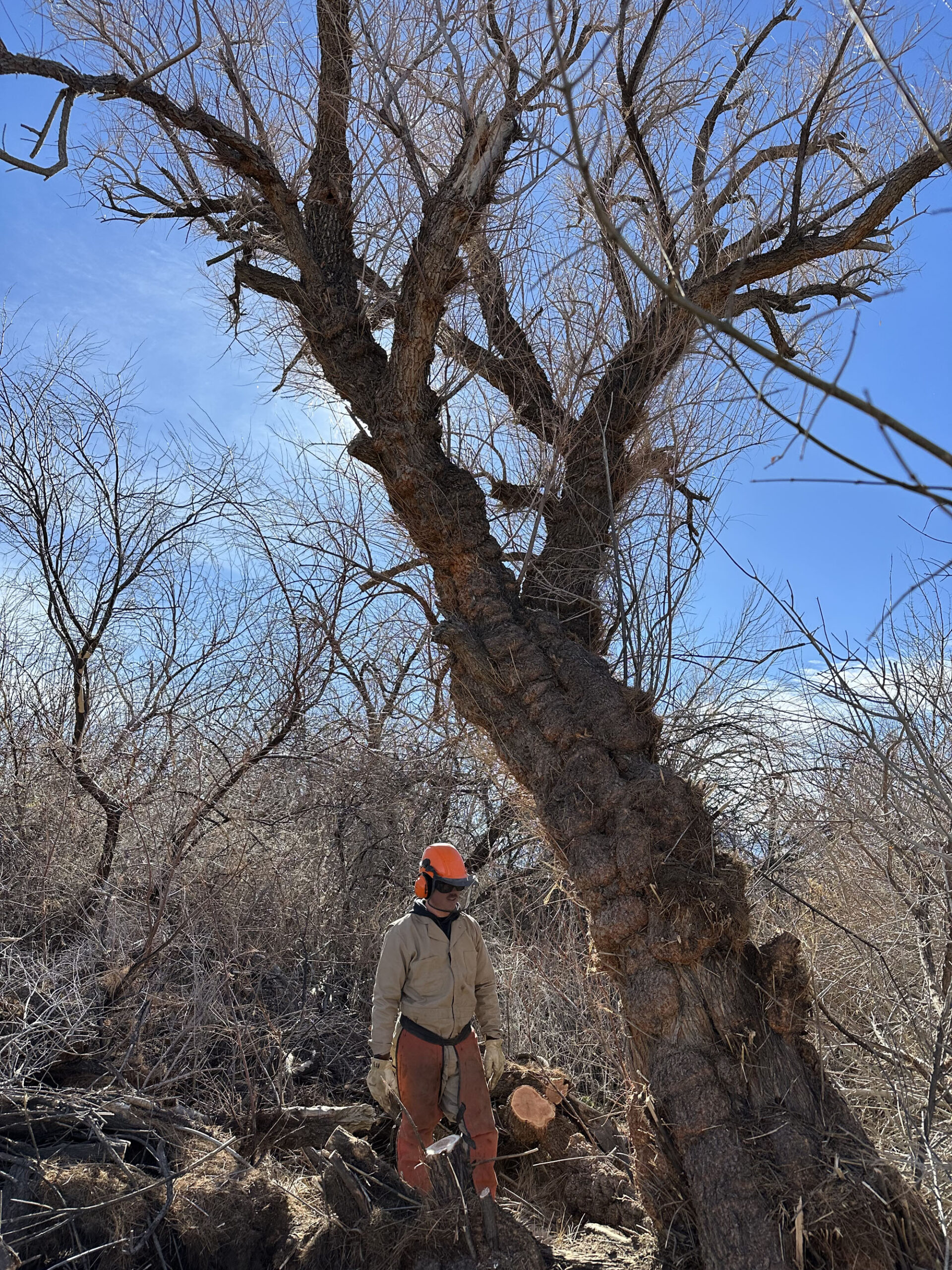 Big salt cedar Holly Alpert_1 Person in safety gear stands near a large, leafless tree under a bright blue sky in a dry, brushy area.